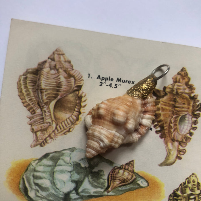 Apple Murex Artisan Made Pendant Handcrafted Peach Sea Shell Necklace 1.25 in x 1 in