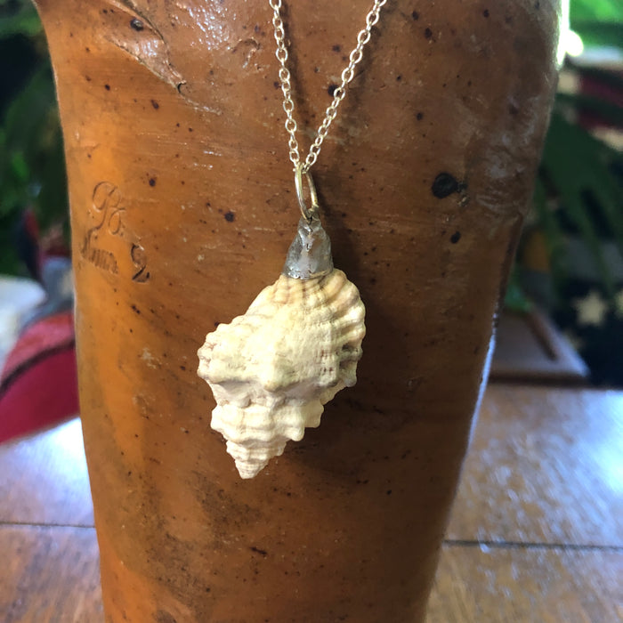 Apple Murex Artisan Made Pendant Handcrafted Sea Shell Necklace 1.75 in x 1 in