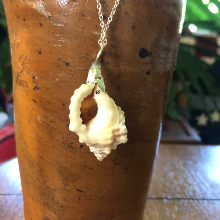 Apple Murex Artisan Made Pendant Handcrafted Sea Shell Necklace 1.75 in x 1 in