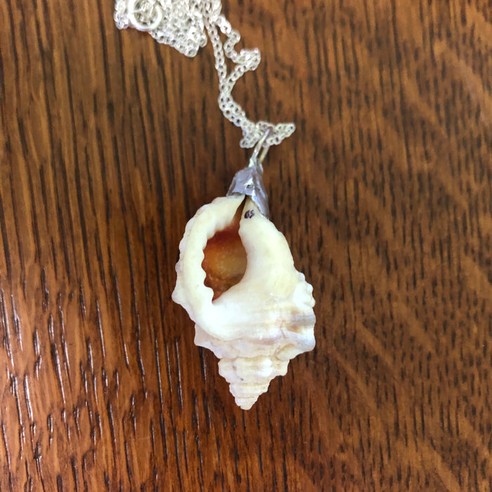 Apple Murex Artisan Made Pendant Handcrafted Sea Shell Necklace 1.75 in x 1 in