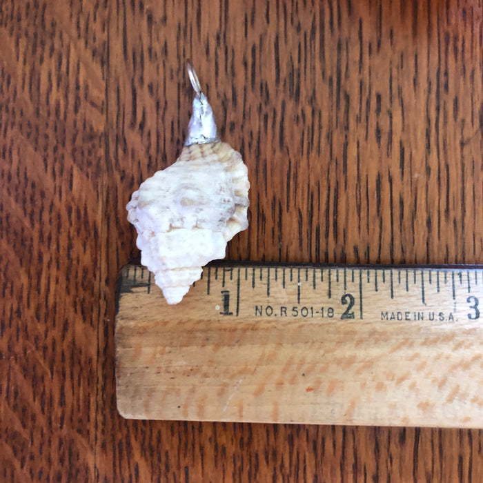 Apple Murex Artisan Made Pendant Handcrafted Sea Shell Necklace 1.75 in x 1 in
