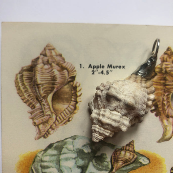 Apple Murex Artisan Made Pendant Handcrafted Sea Shell Necklace 1.75 in x 1 in