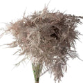 Asparagus Plumosa Painted - 50 Stem Bunch