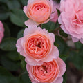 Calypso