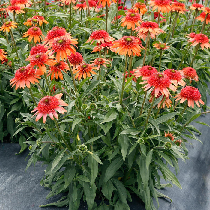 Cara Mia™ Coral