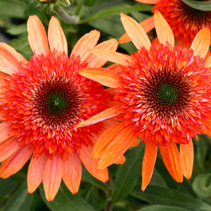 Cara Mia™ Coral