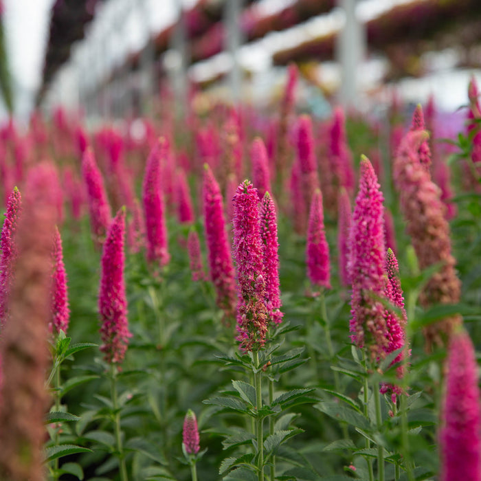First Love