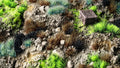 Gamers Grass | Alien Tuft | Toxic Wasteland Set