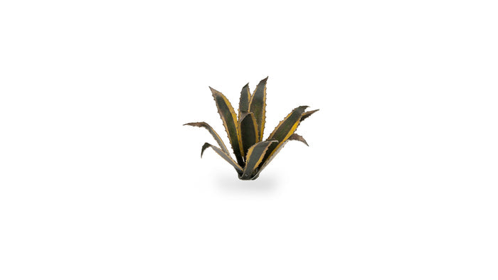 Gamers Grass | Laser Plants | Agave