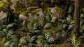 Gamers Grass | Laser Plants | Bracken