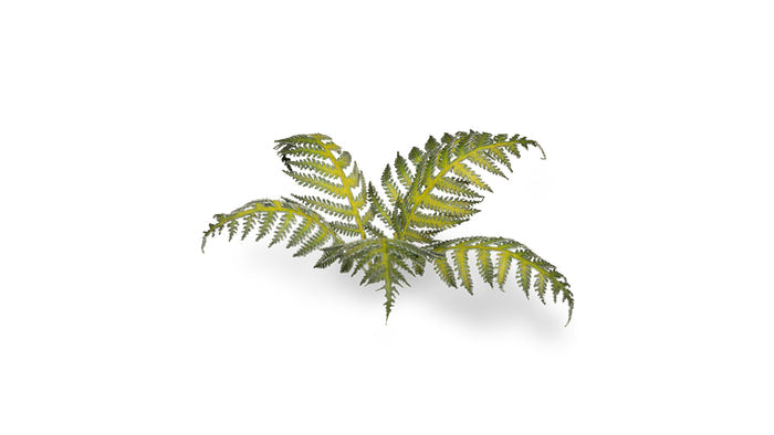 Gamers Grass | Laser Plants | Bracken