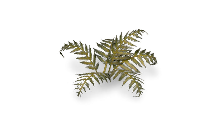 Gamers Grass | Laser Plants | Bracken