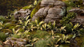 Gamers Grass | Laser Plants | Deer Fern