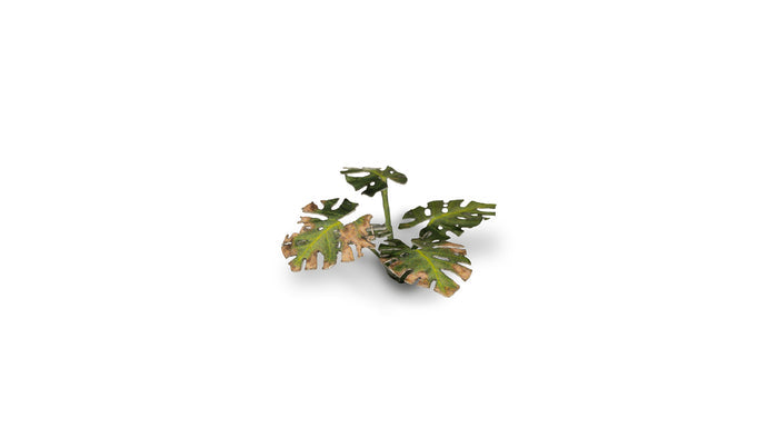 Gamers Grass | Laser Plants | Monstera