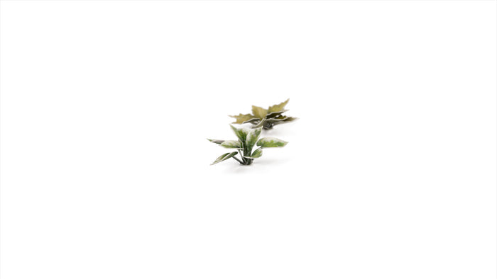 Gamers Grass | Laser Plants | Plantain Lily