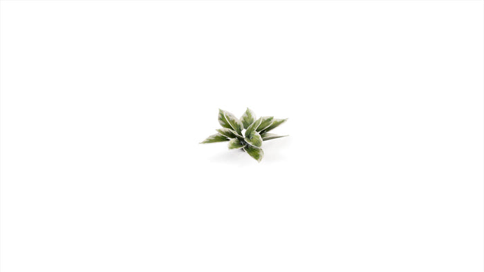 Gamers Grass | Laser Plants | Plantain Lily