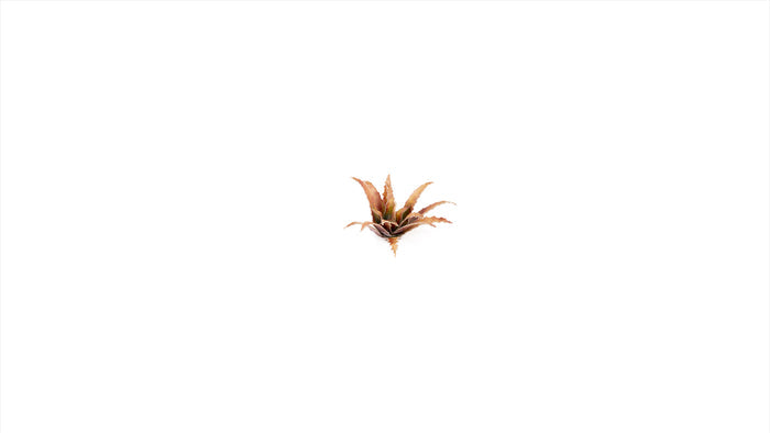 Gamers Grass | Laser Plants | Red Aloe