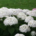 Invincibelle Wee White