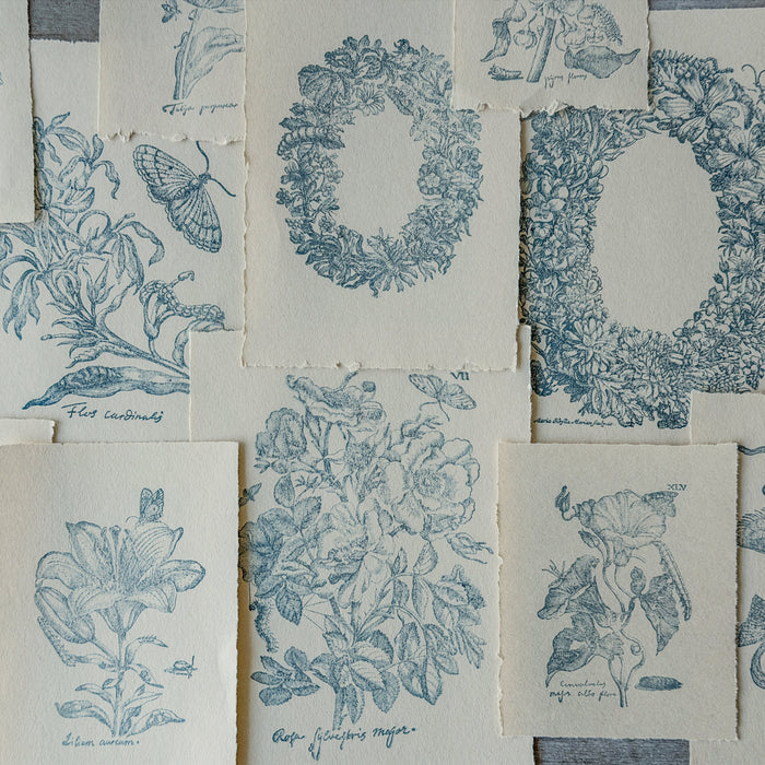 IOD Nature's Etchings Decor Stamp by Iron Orchid Designs - Summer 2026