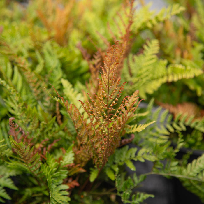 Lacy Autumn Fern