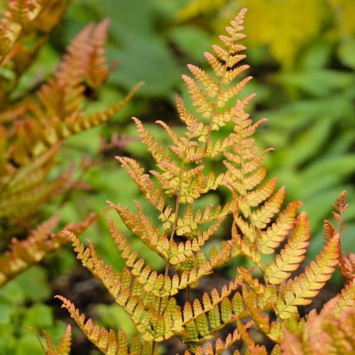 Lacy Autumn Fern