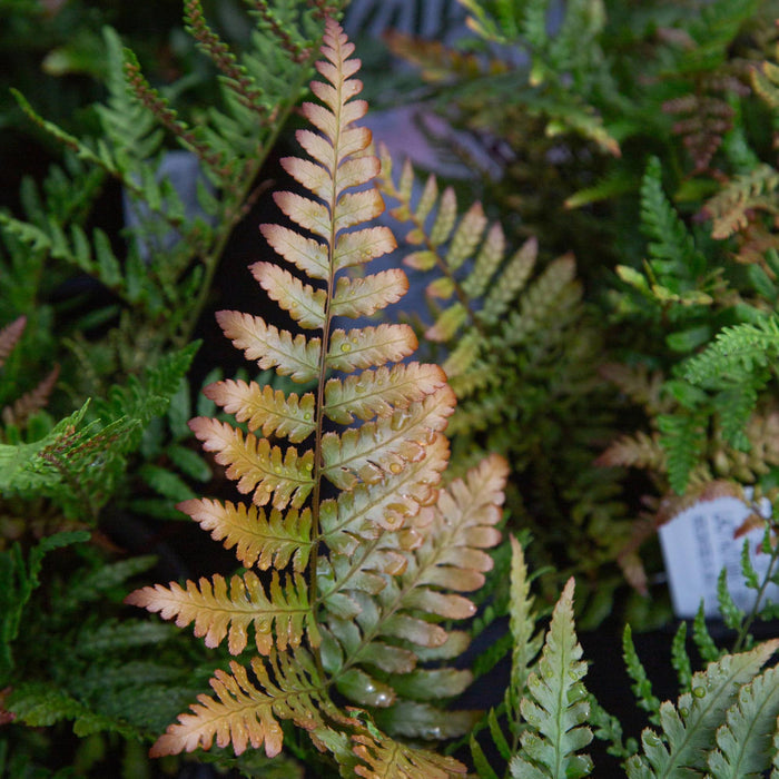 Lacy Autumn Fern