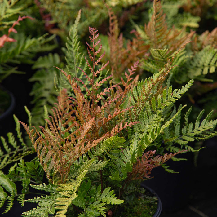 Lacy Autumn Fern
