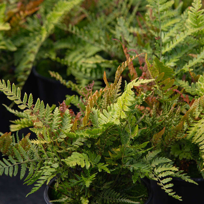 Lacy Autumn Fern