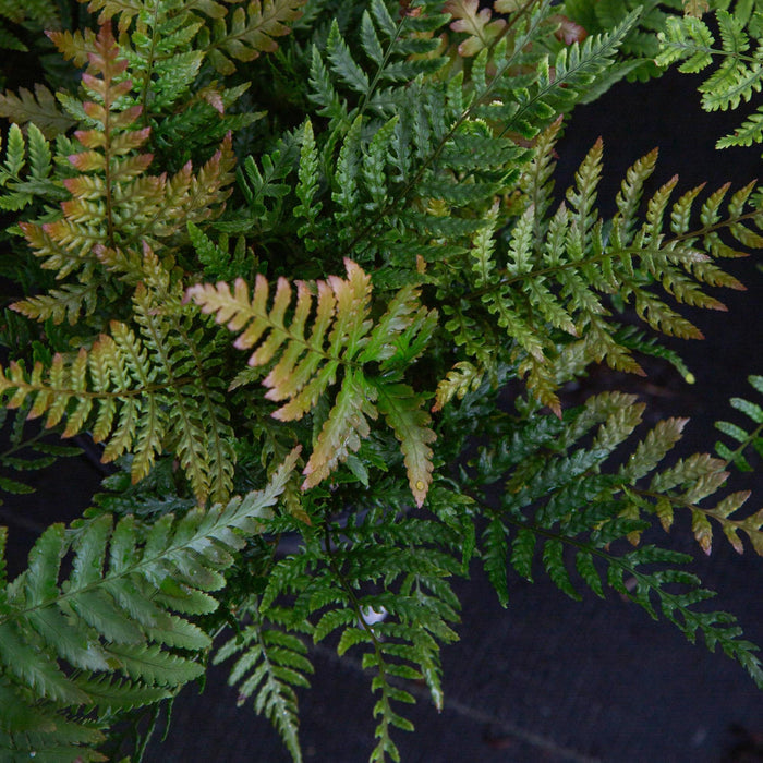Lacy Autumn Fern