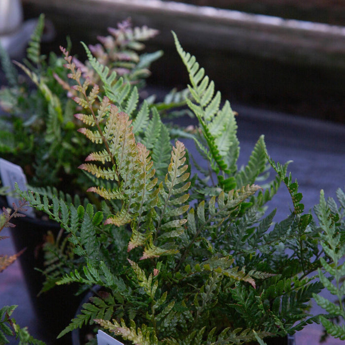 Lacy Autumn Fern