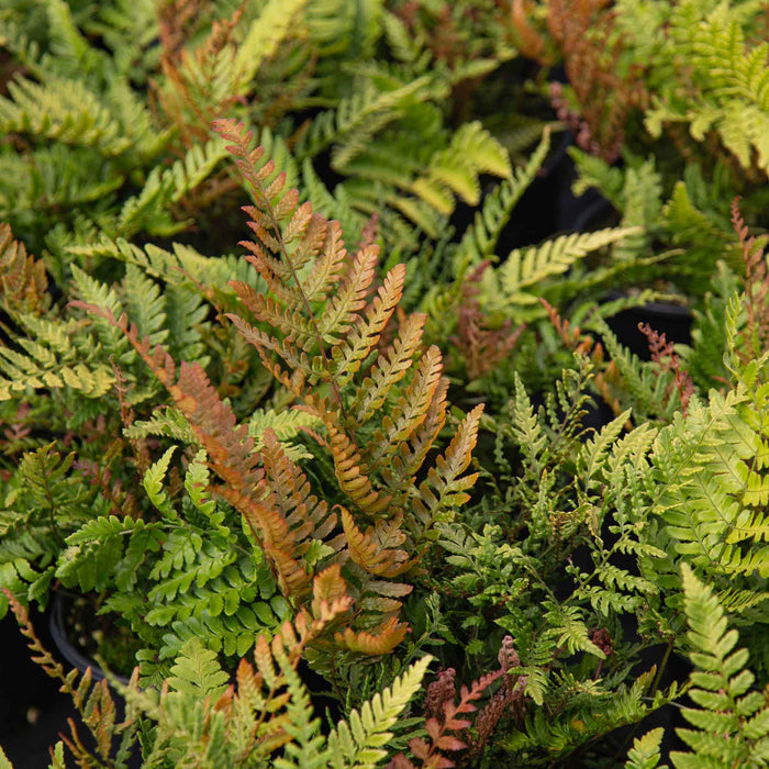 Lacy Autumn Fern