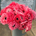 Levante Rosa