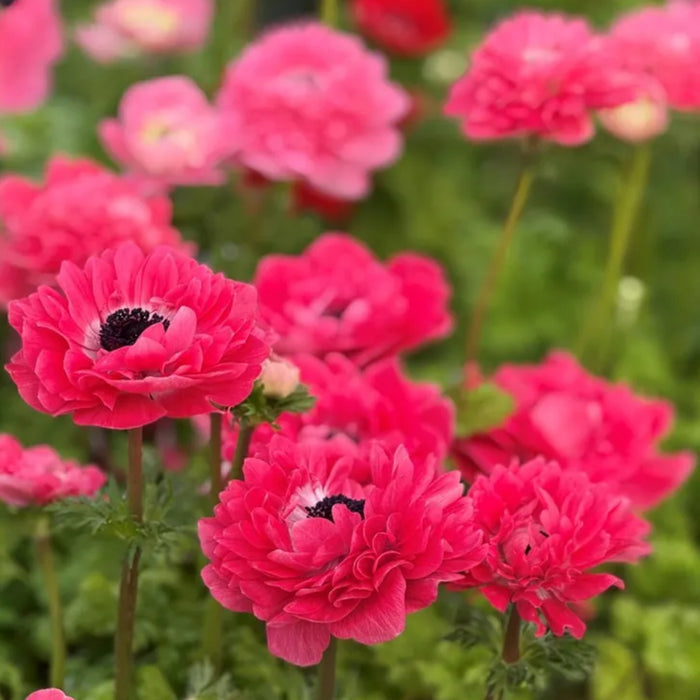 Levante Rosa