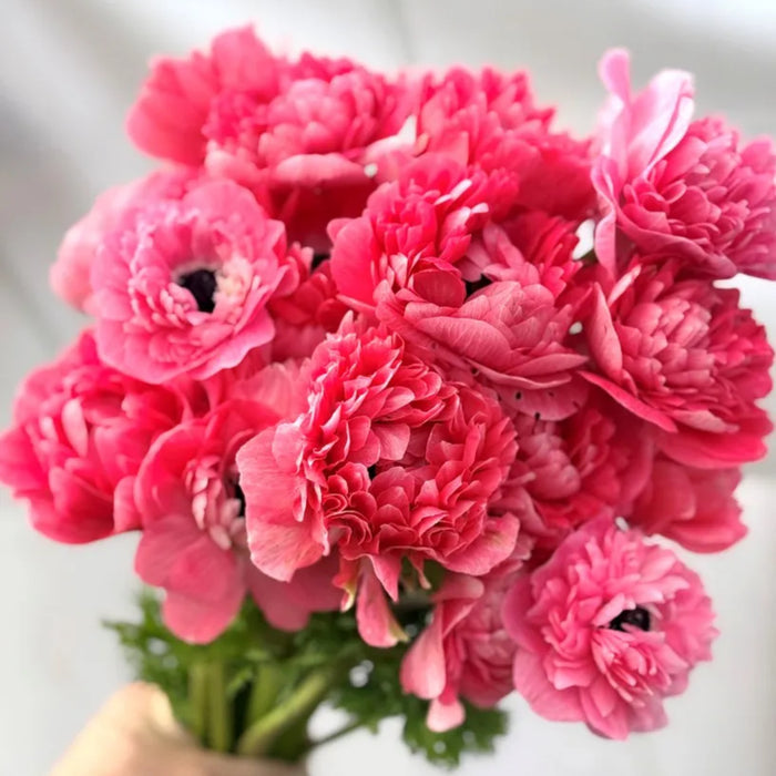 Levante Rosa