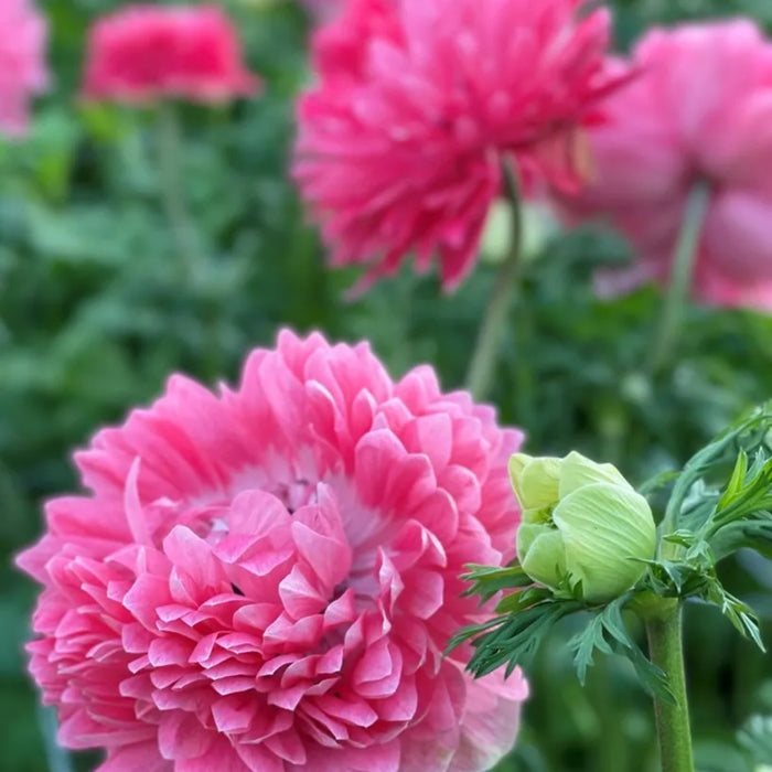 Levante Rosa