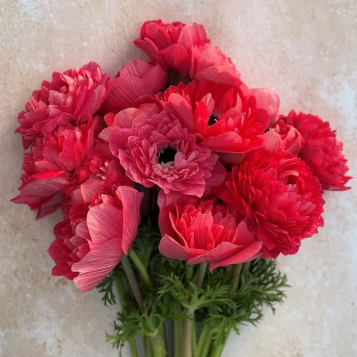 Levante Rosa