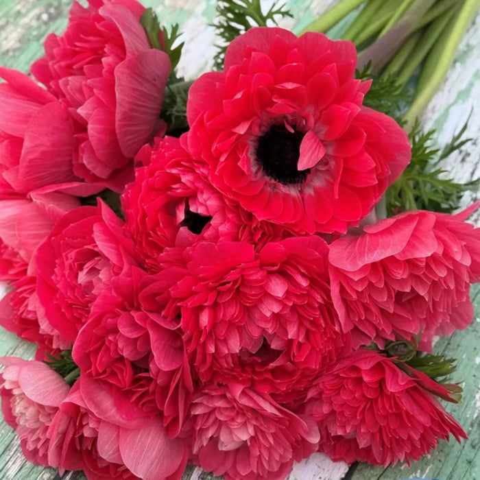 Levante Rosa