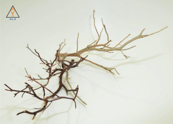 Aquarium Wood Manzanita Wood - ALA