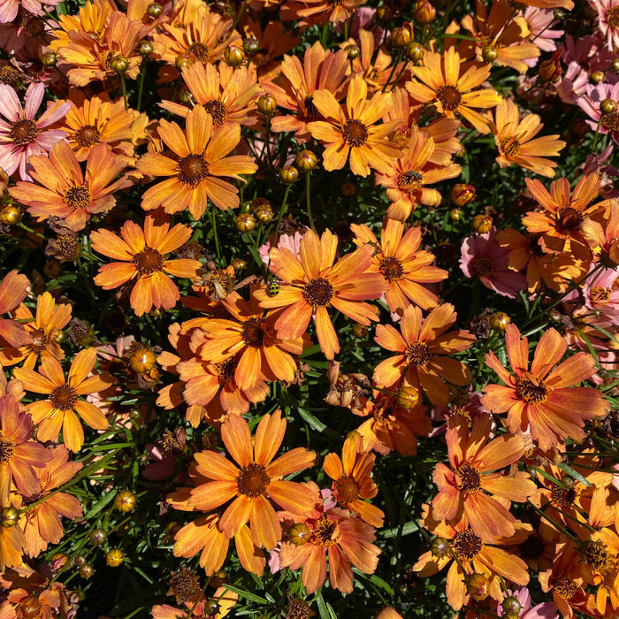 NOVA® Amber