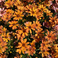 NOVA® Amber