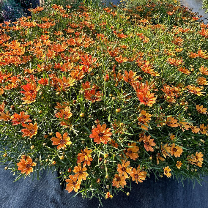 NOVA® Amber