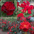 Pots in Full Bloom