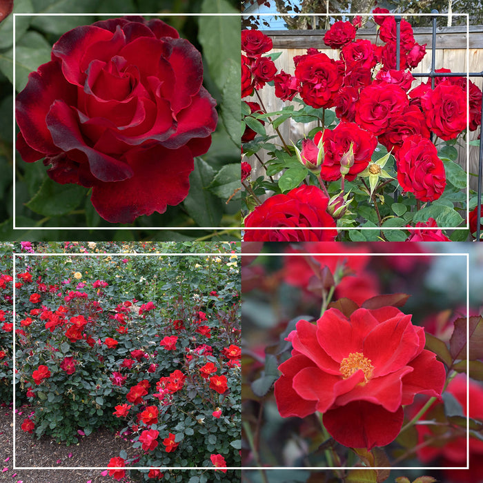 Pots in Full Bloom