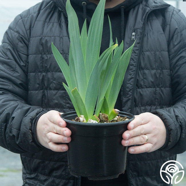 Potted Iris