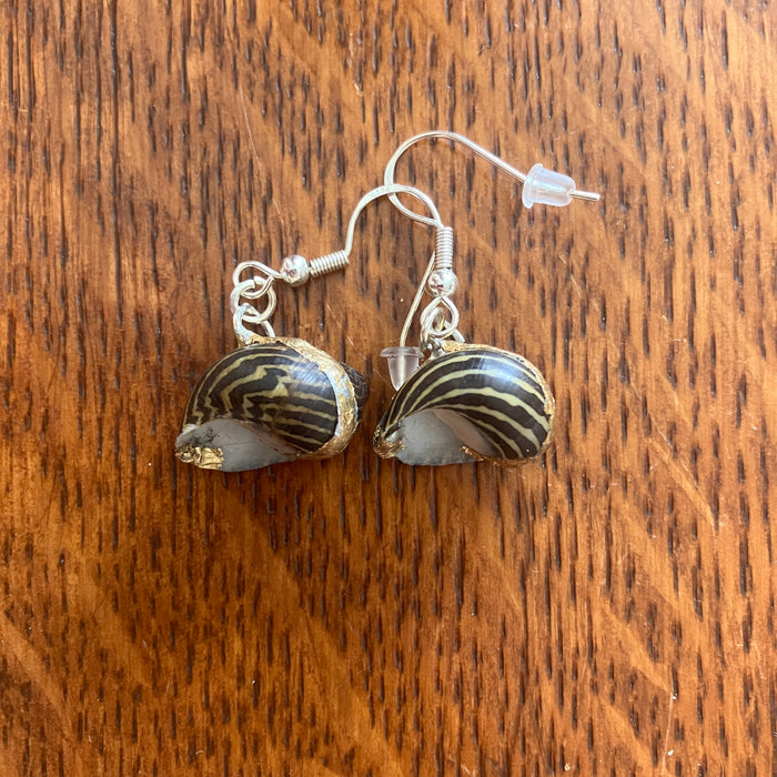 Zebra Nerite Snail Artisan Made Earrings Handcrafted Sea Shell Dangle Earrings